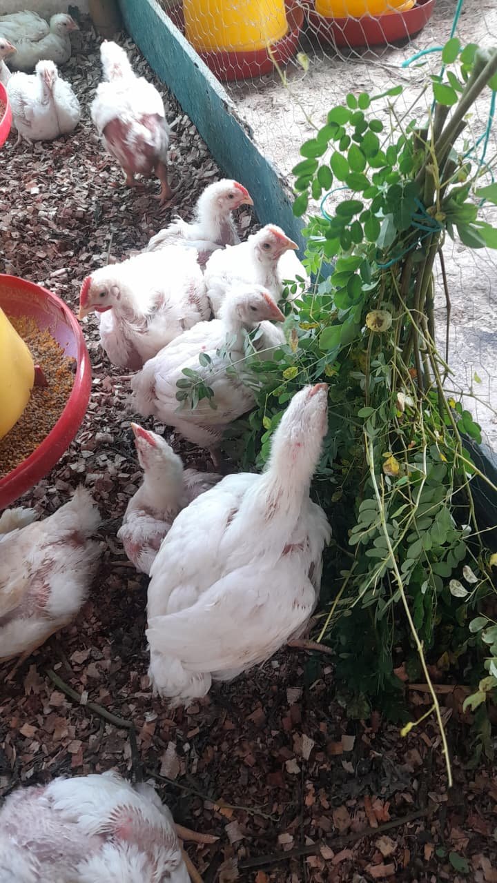 Unidad productiva de pollos de engorde